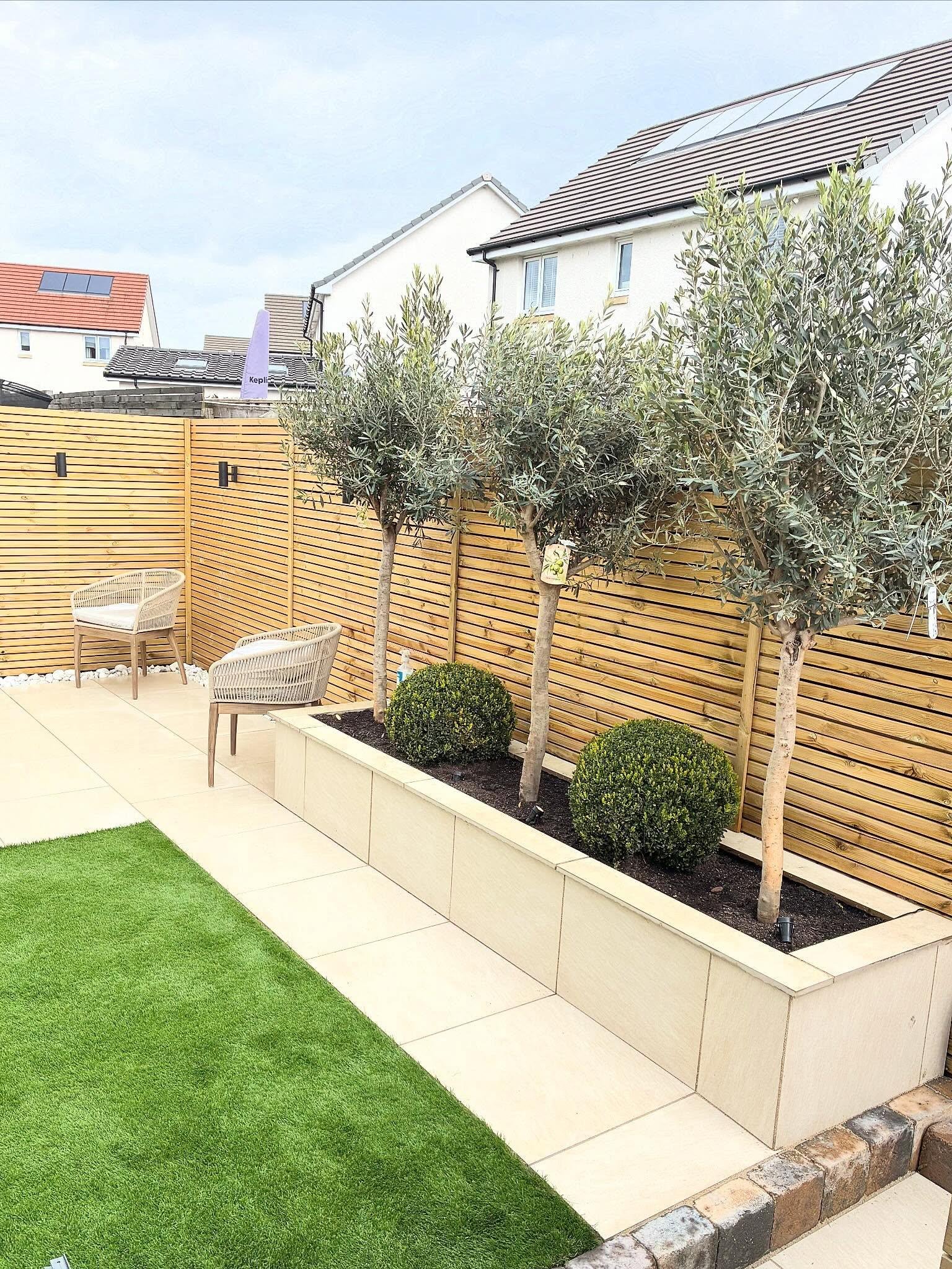 Three olive trees in a long rendered planter with box balls beneath, against slat fencing, beside a cream porcelain patio and lawn.